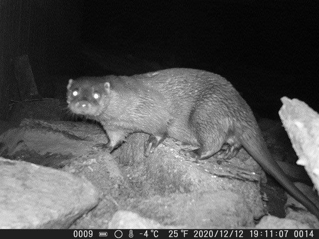 Fischotter aus Kamerafalle, © Bayerischer Wald